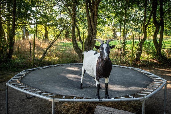 Berliner Tierschutztag 2024: Vorträge und Austausch