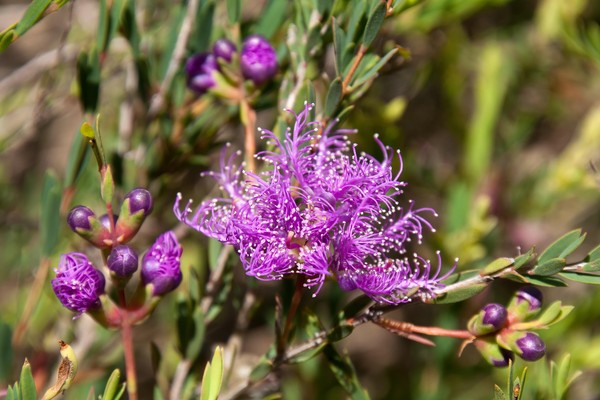 Cumberland City Council Free Native Plant Giveaway - Auburn Botanic Gardens