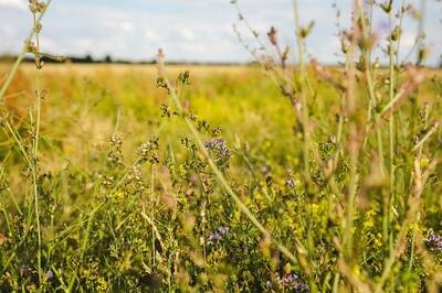 Wiesenrendezvous auf dem Tempelhofer Feld