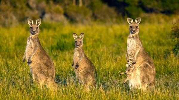 Skippy - Lane Cove Bush Kids