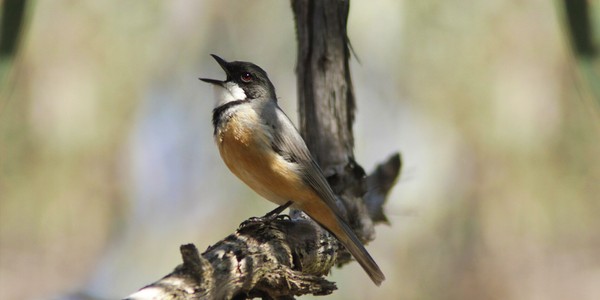 Wild stories - Deep Listening to Nature