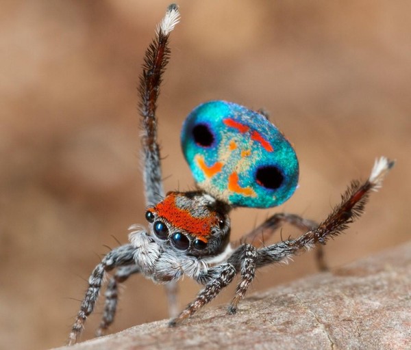 Itsy Bitsy Spider - Lane Cove Bush Kids