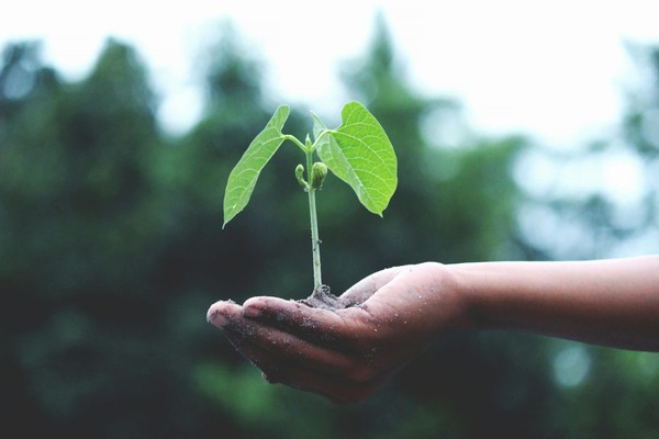 School Holidays: Seedling planting (5-8)