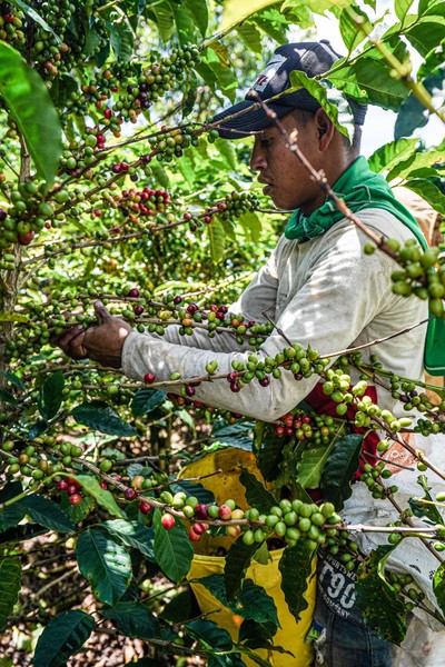 From Farm to the Coffee Club