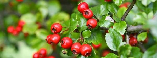 Herbstwanderung in Wien: Wildfrüchte, Wurzeln und Samen