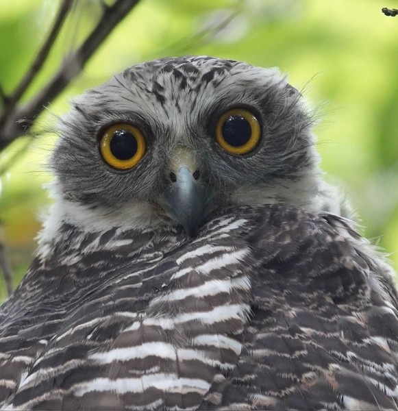 Hoot!  Lane Cove Bush Kids