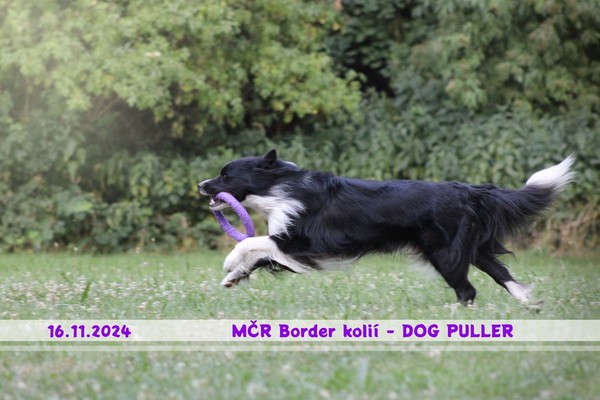 MČR Border kolií - DOG PULLER 2024 MČR Border kolií - DOG PULLER 2024