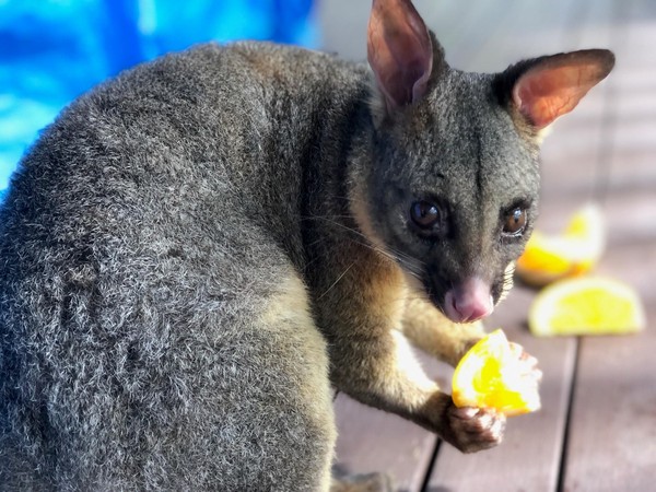 Possum Magic - Lane Cove Bush Kids