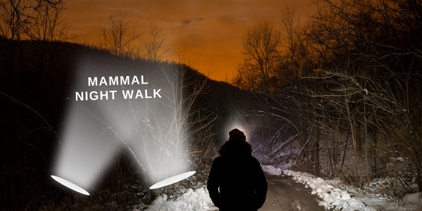 Mammal Night Walk