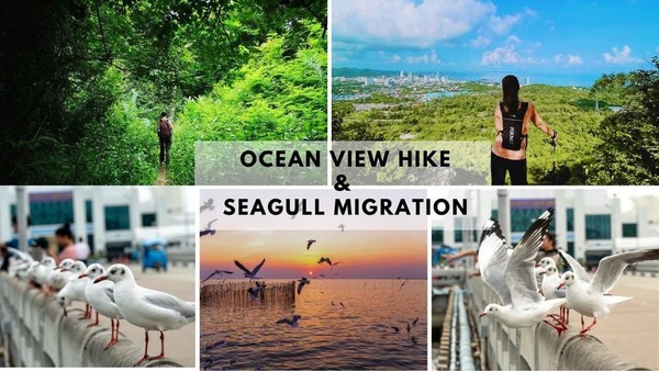 Ocean View Hike & Seagull Migration