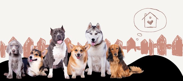 CASA Canine Online Custom Dog Training