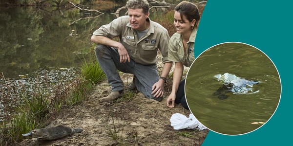 Platypus Rewilding in the Royal National Park
