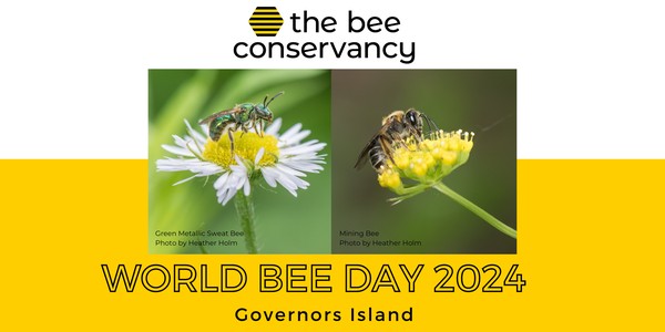World Bee Day on Governors Island
