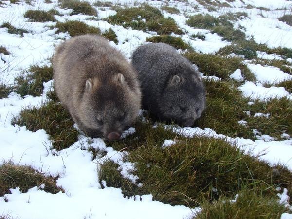Winter Wombats - Lane Cove Bush Kids