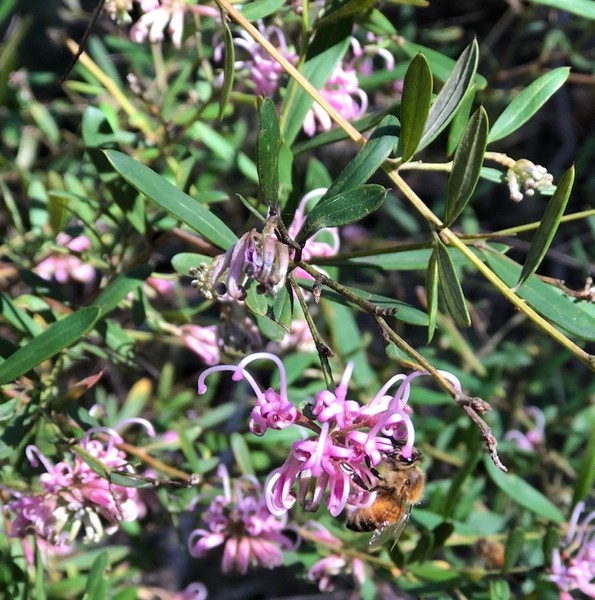 Spring Surprise - Lane Cove Bush Kids