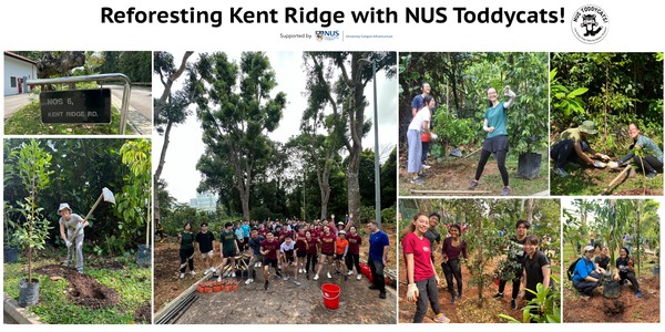 Reforesting Kent Ridge with NUS Toddycats! (Sat 21st Sep 2024)