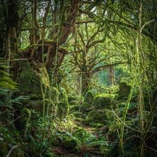 Hornmusikk fra Tolkiens skog