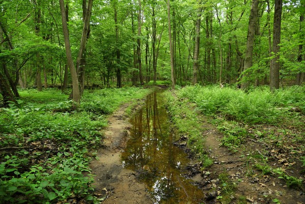 Uncovered Creeks: New York City’s Forgotten Waterways