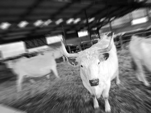 Stop the St Kilda Beach Rodeo! Stop the St Kilda Beach Rodeo!