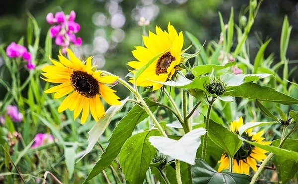 FEIERABENDGÄRTNERN AM HAHNEBERG -   FÜR INTERESSIERTE GARTENFREUND*INNEN