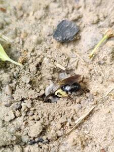 Wildbienenspaziergang an der Naturschutzstation Hahneberg