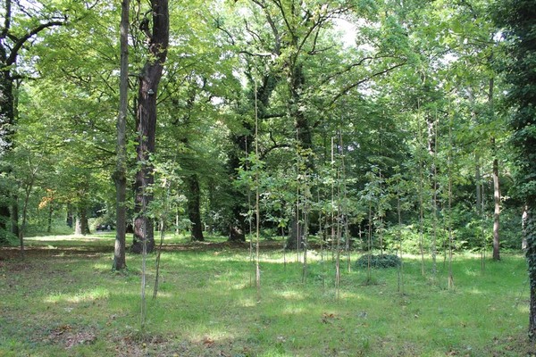 Naturverjüngung, eine Hoffnung für unsere Gärten: Wie geht es weiter, wenn viele Altbäume abgestorben sind?