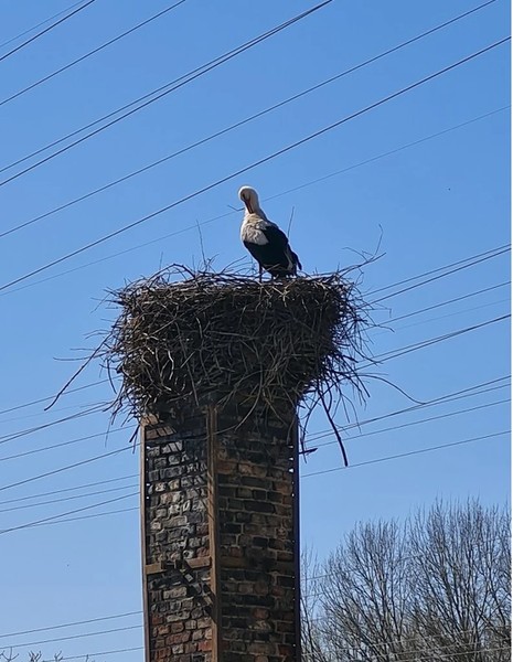Storchennachmittag auf dem Naturhof Berlin-Malchow